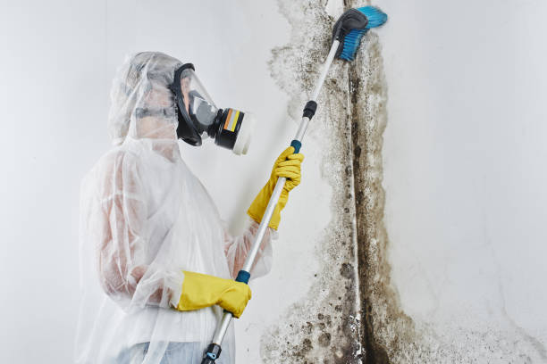 Best Emergency Mold Removal  in Moose Wilson Road, WY
