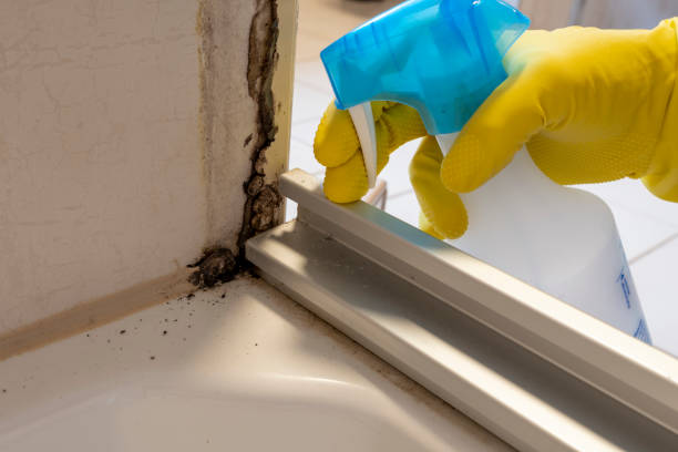 Best Home Mold Removal  in Moose Wilson Road, WY