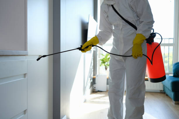 Best Best Mold Removal Companies  in Moose Wilson Road, WY