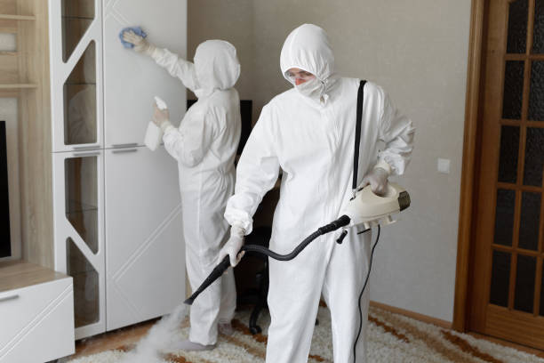 Mold Removal Process in Moose Wilson Road, WY