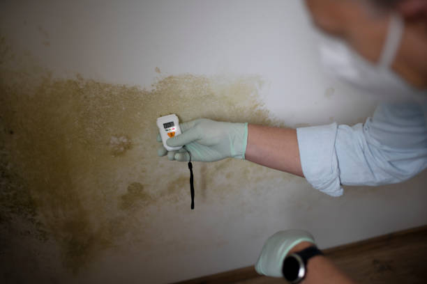 Best Local Mold Removal Service  in Moose Wilson Road, WY