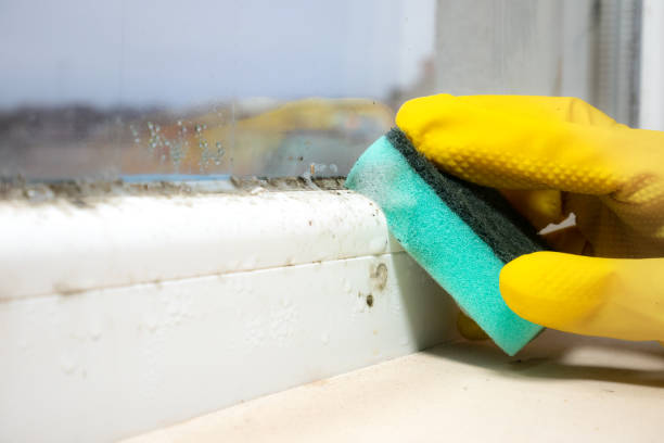 Best Mold Removal Near Me  in Moose Wilson Road, WY