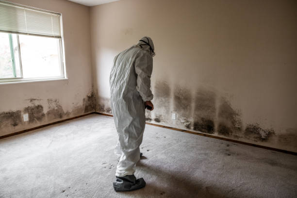Best Fast Mold Removal  in Moose Wilson Road, WY