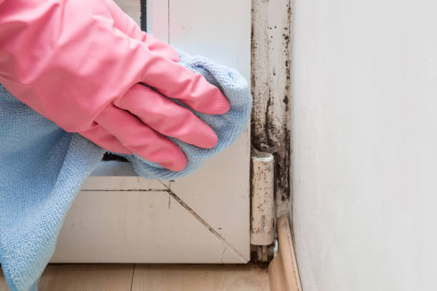 Best Black Mold Removal  in Moose Wilson Road, WY
